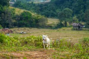 BIB: 
                            <button type="button" onclick="openModal(16010362)" class="btn btn-primary btn-sm float-right btn-popup" data-toggle="modal" data-target=".modal-high-quality">
                        <i class="fas fa-shopping-cart"></i> Add to Cart
                    </button>
                                            <button type="button" onclick="isThisMe(16010362, true)" class="btn btn-success btn-sm float-right btn-popup btn-isme hidden" data-toggle="tooltip" data-placement="bottom" title="นี่คือรูปของคุณใช่ไหม คลิกที่นี่เพื่อเอาเข้าอัลบั้ม">
                        <i class="fas fa-plus"></i> Add to album
                    </button>
                    <button type="button" onclick="isThisMe(16010362, false)" class="btn btn-warning btn-sm float-right btn-popup btn-isnotme hidden">
                        <i class="fas fa-ban"></i> Remove from album
                    </button>